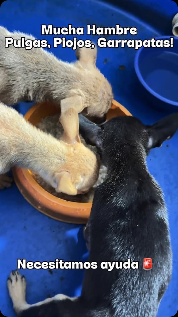 3 animalitos