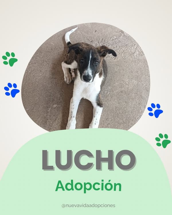 LUCHO