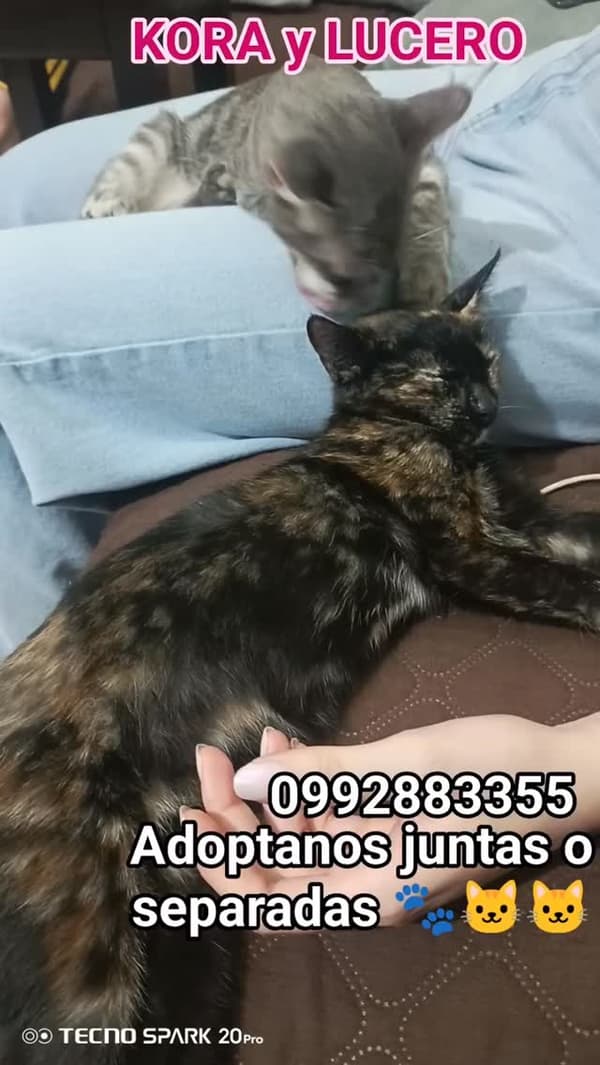KORA, LUCERO