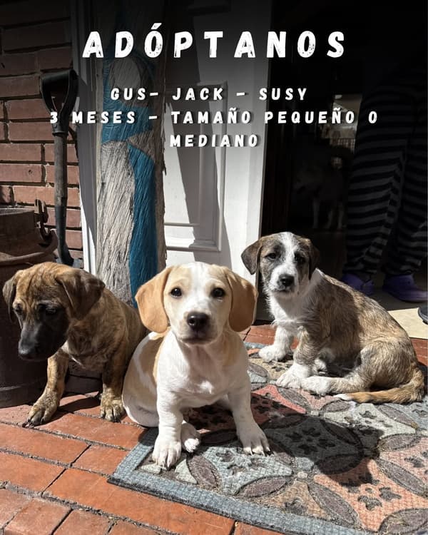Susy, Jack, Gus