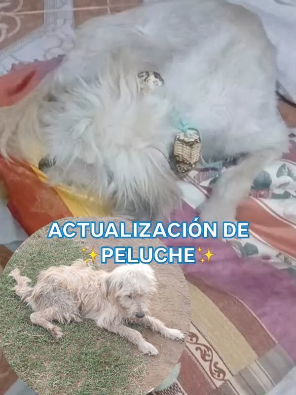 Peluche