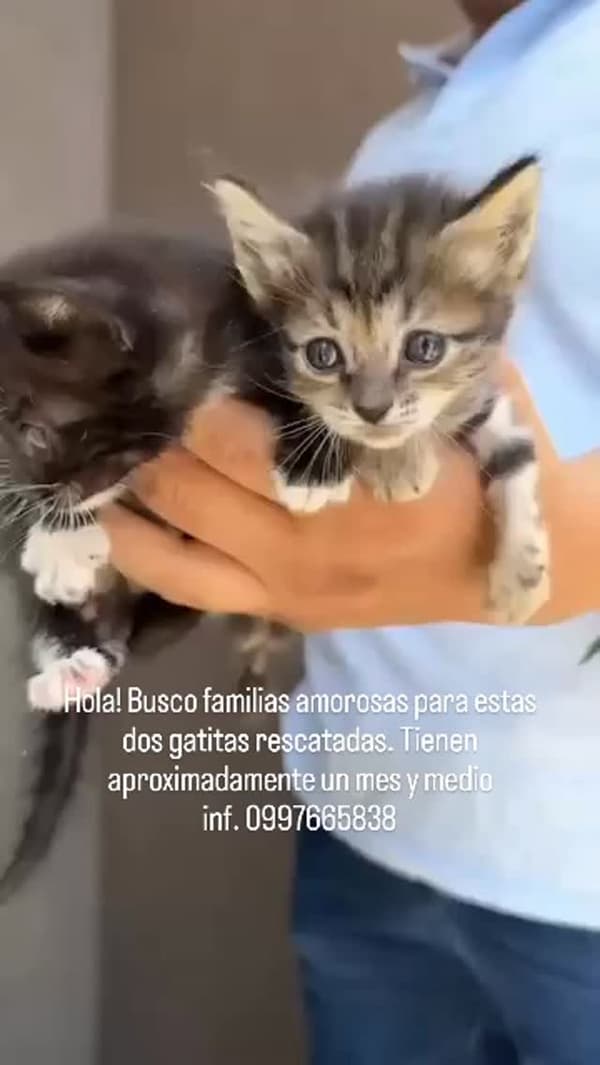 2 animalitos