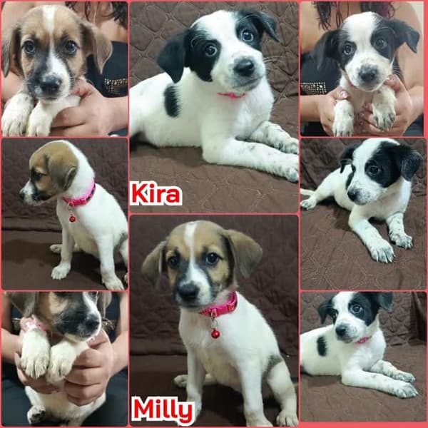 Kira, Milly
