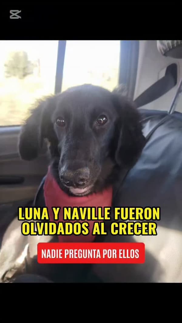 Luna, Naville