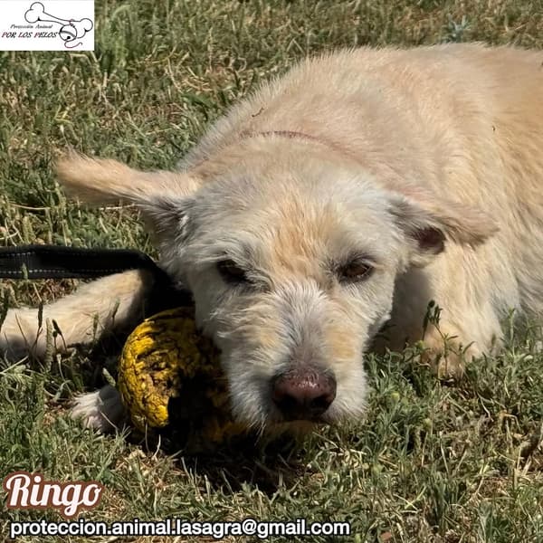 Ringo