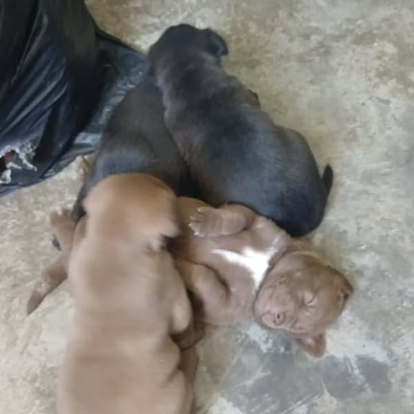 5 animalitos