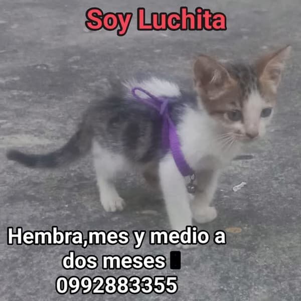 Luchita