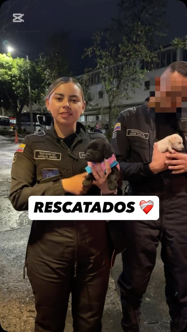 2 animalitos
