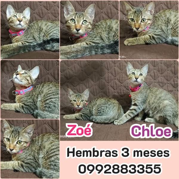 ZOE, CHLOE