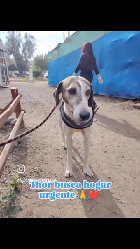 Thor