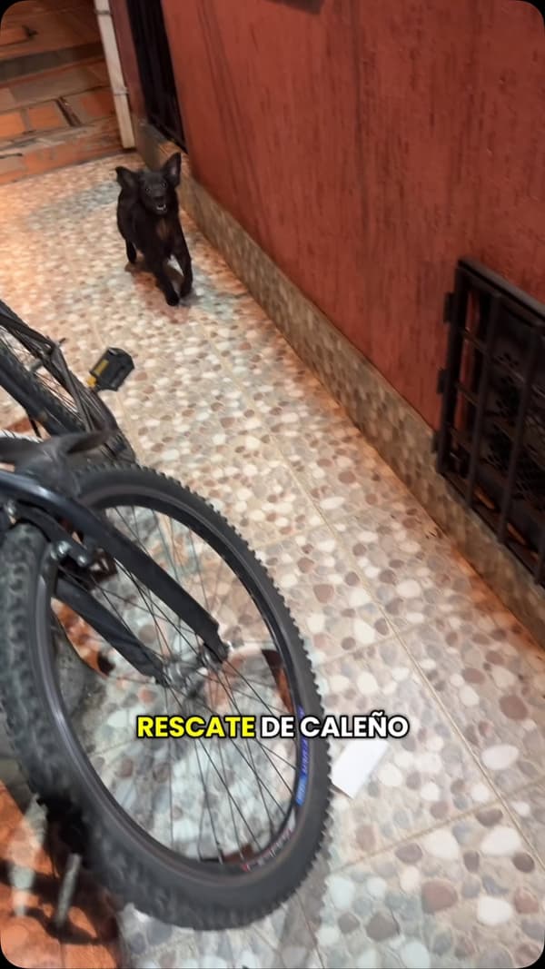 CALEÑO