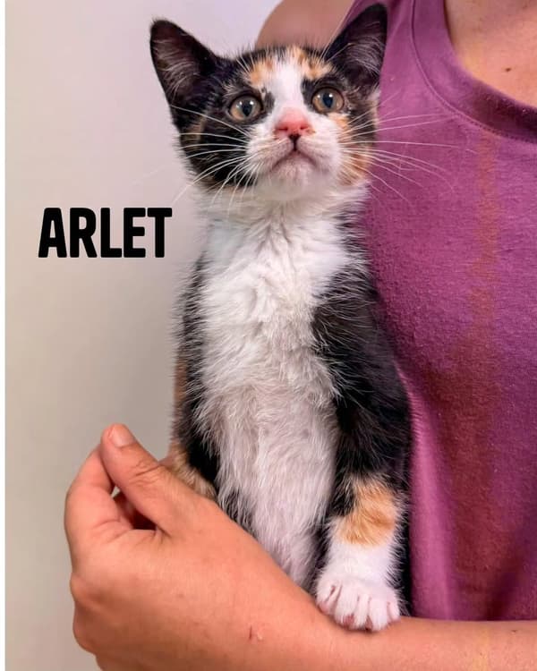 Arlet, Eira, Nía +1