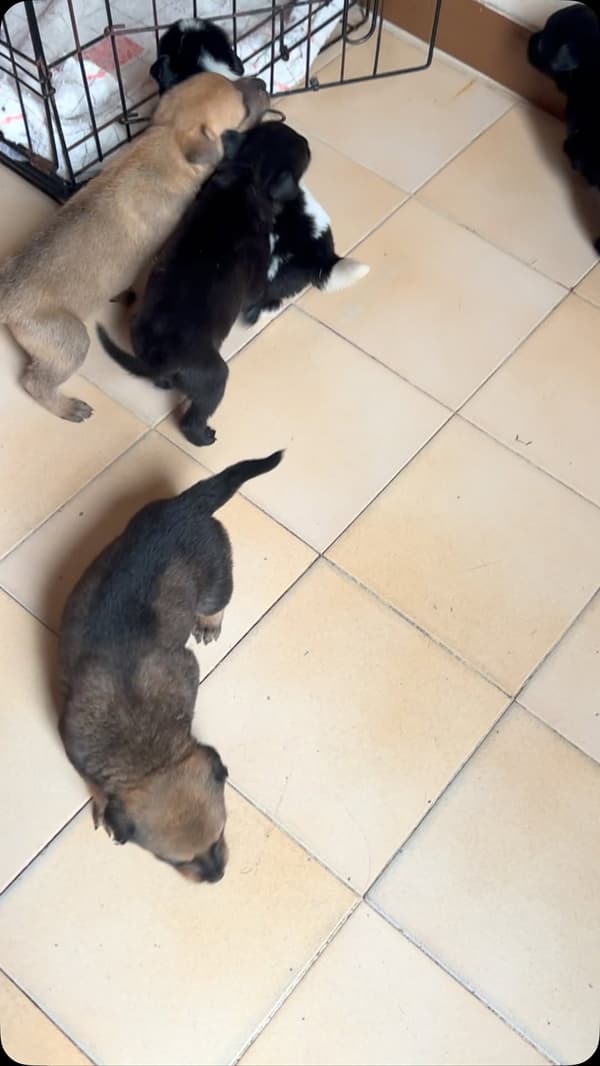 4 animalitos