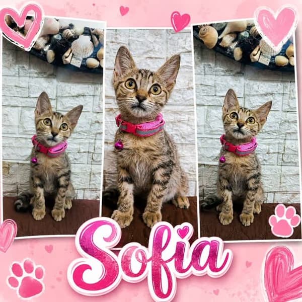 Sofía