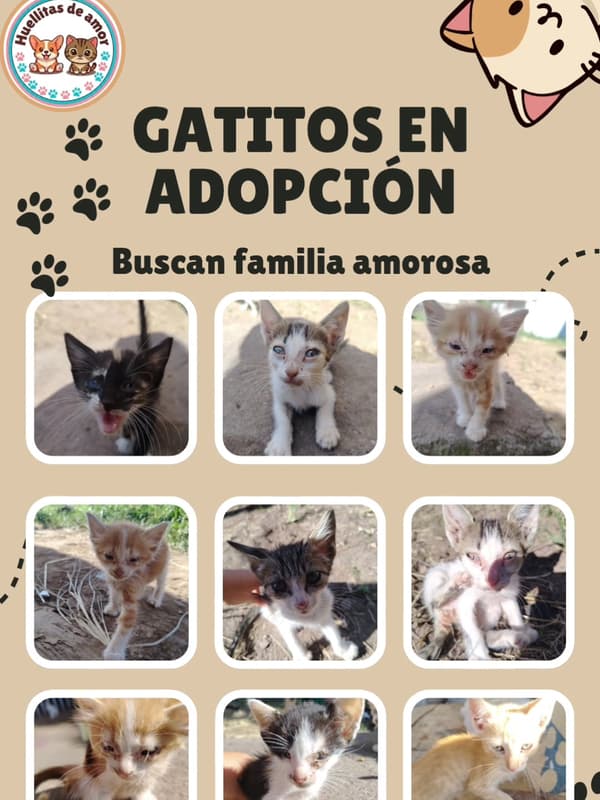 9 animalitos