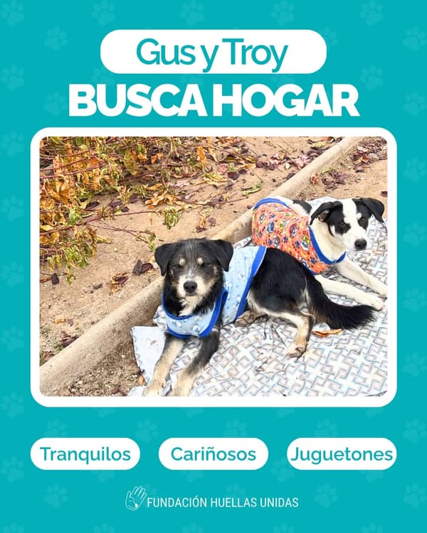 Gus, Troy