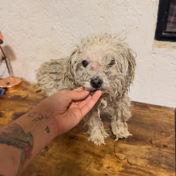 Dolly