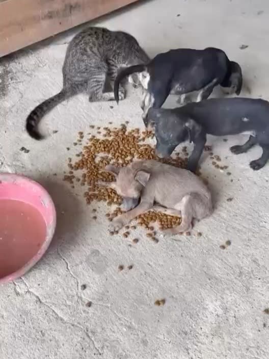 3 animalitos