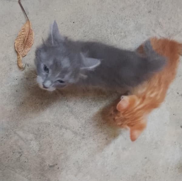 2 animalitos