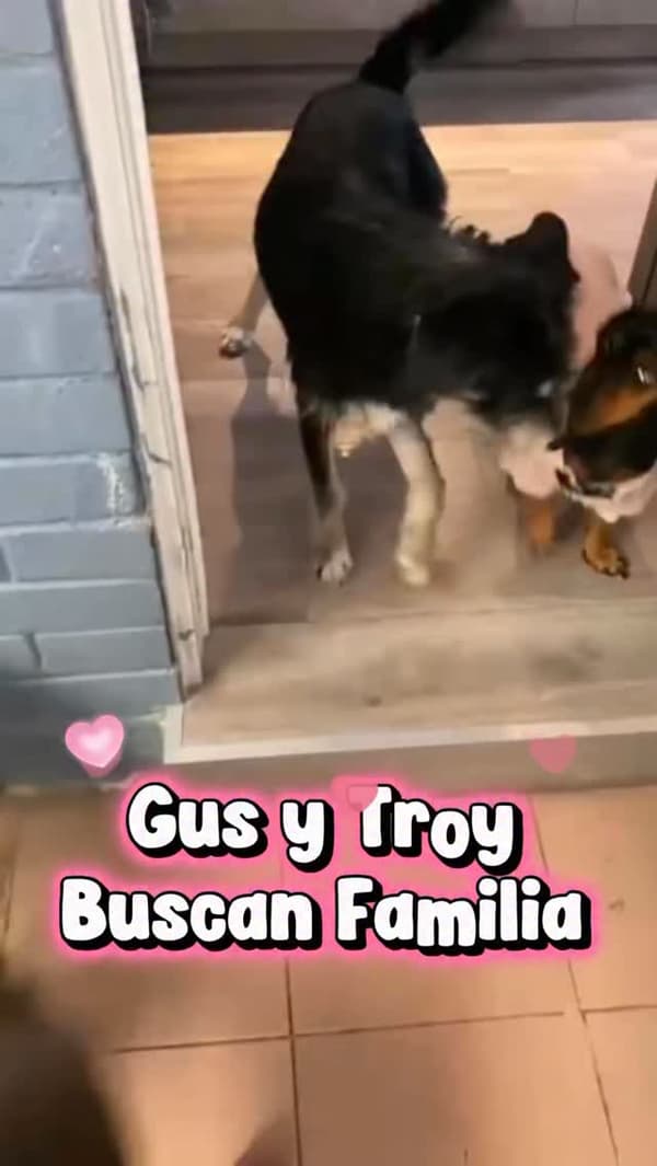 Gus, Troy