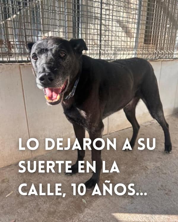 Cachito