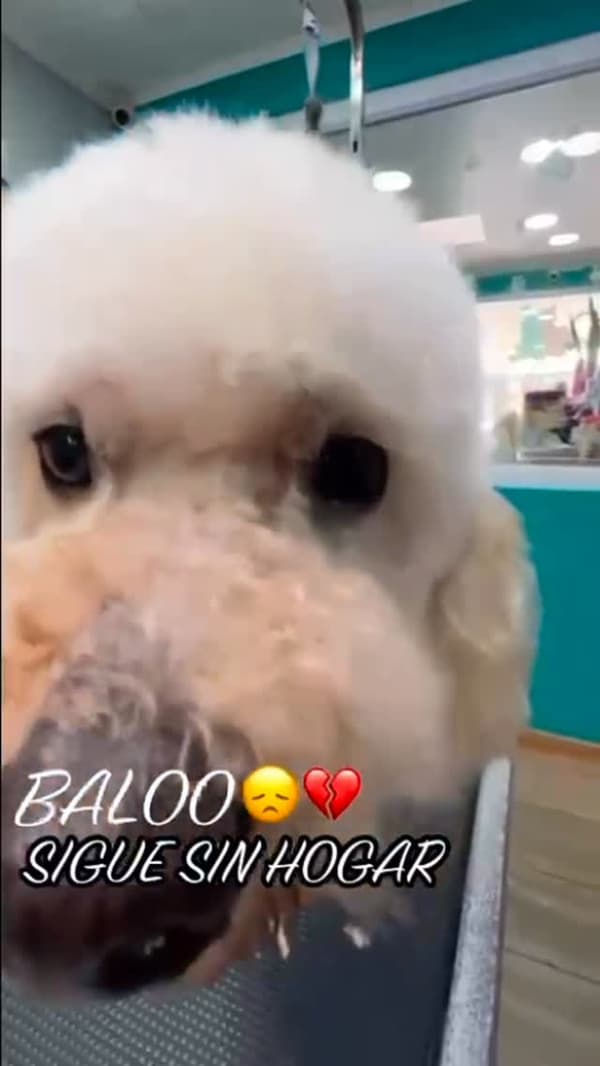 Belo