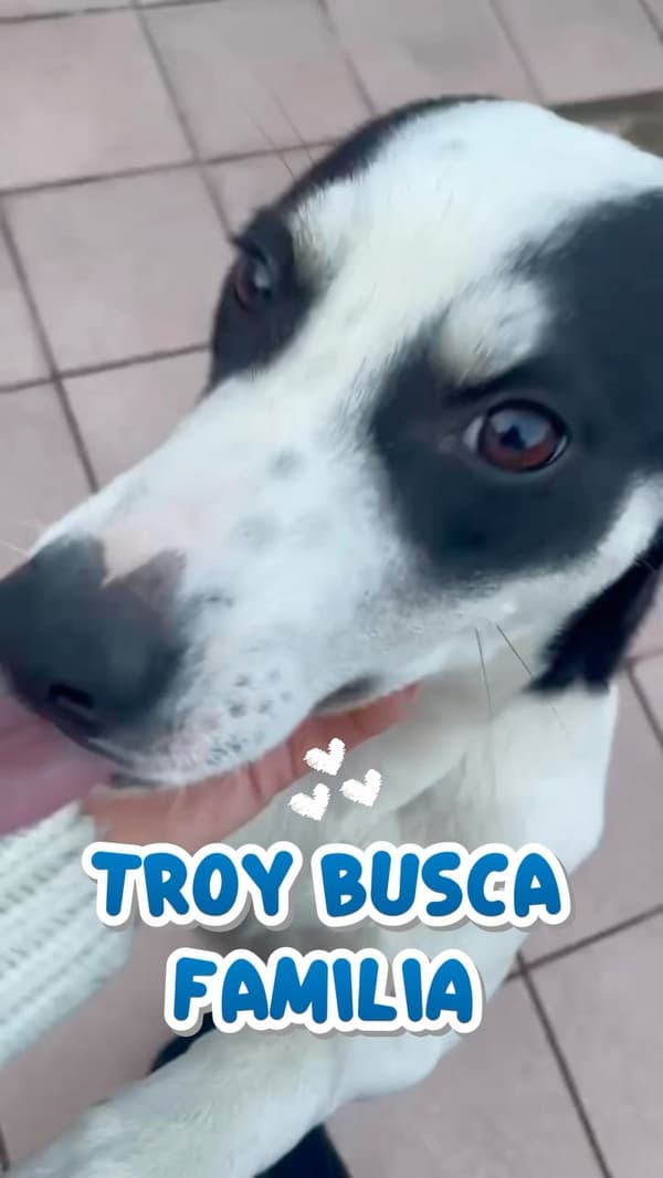 Gus, Troy
