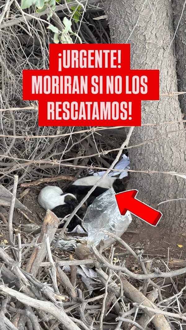 4 animalitos