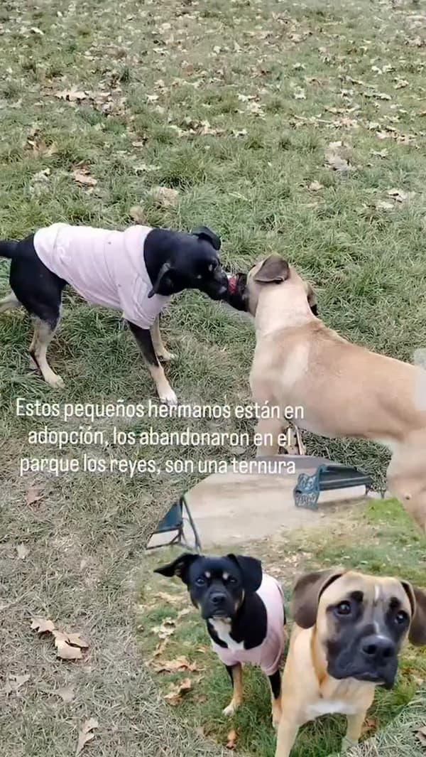 2 animalitos