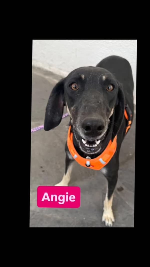 Tigger, Angie