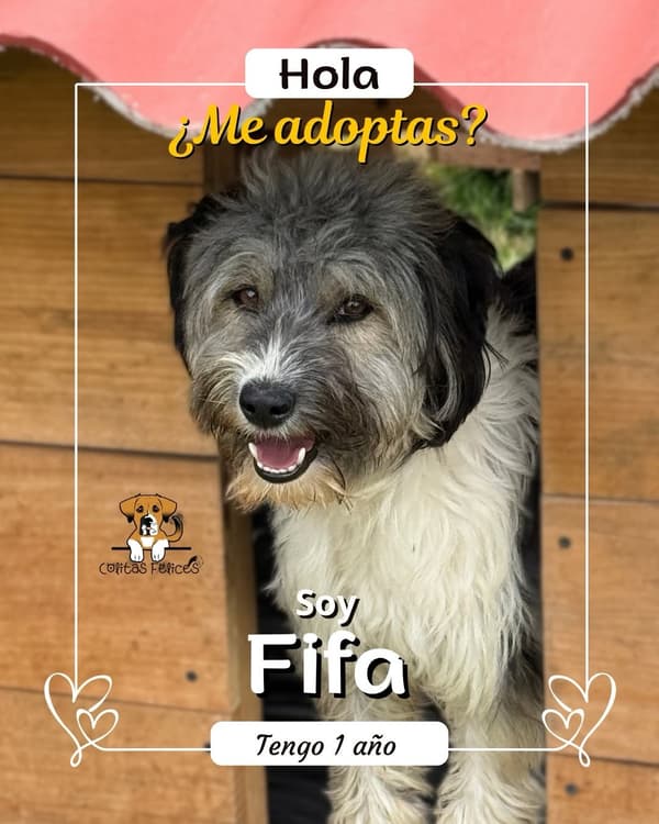 FIFA