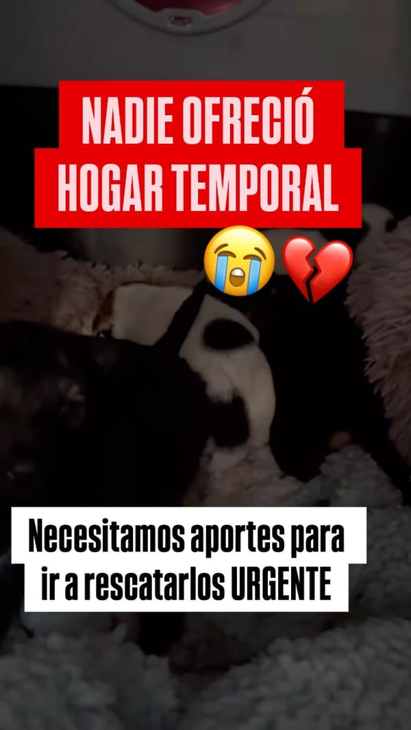 2 animalitos