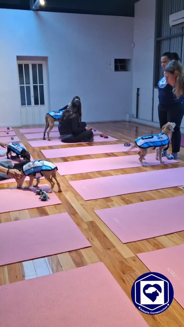 4 animalitos