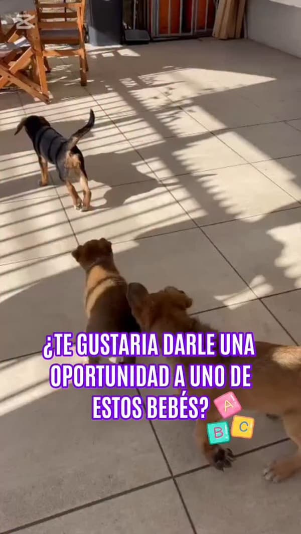 3 animalitos