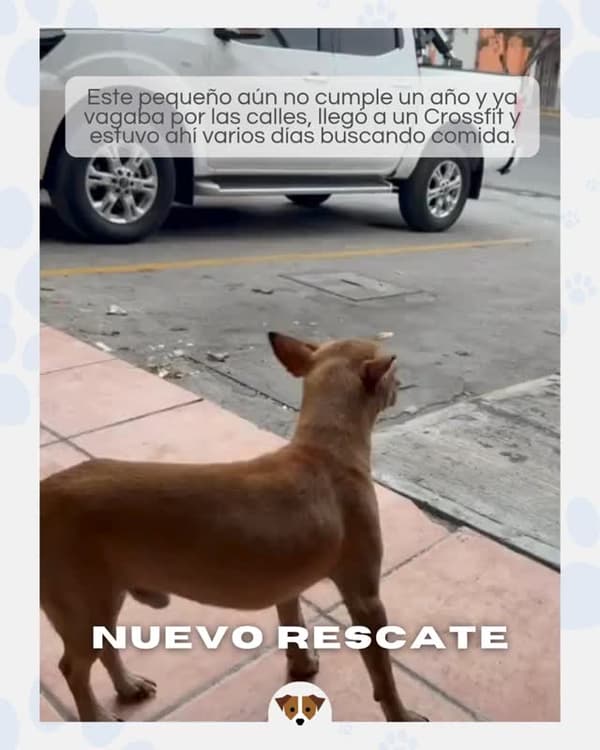 Miguelito