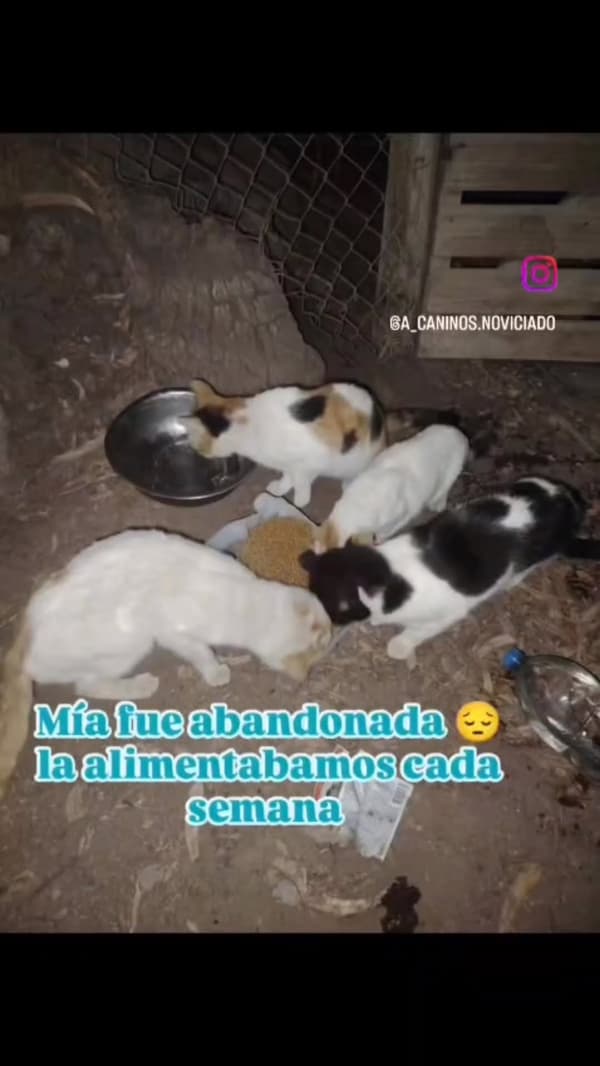 Mía