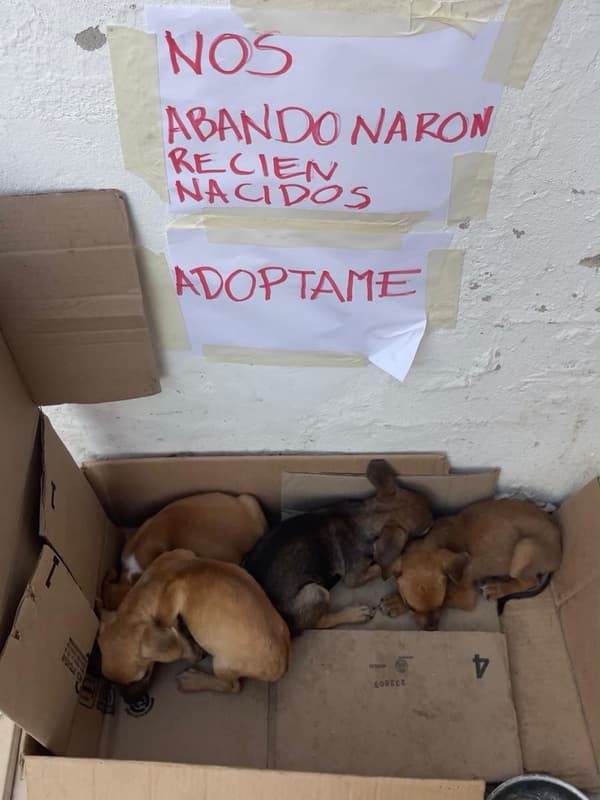 4 animalitos