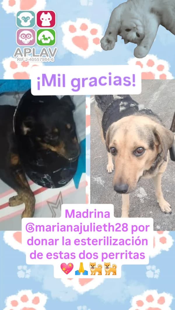 2 animalitos