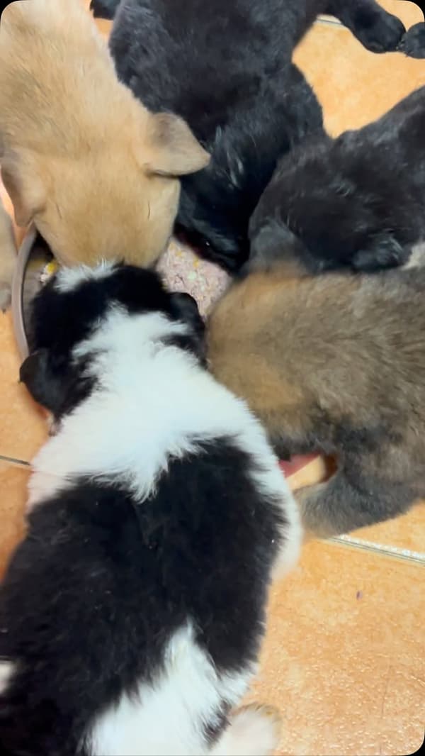 5 animalitos