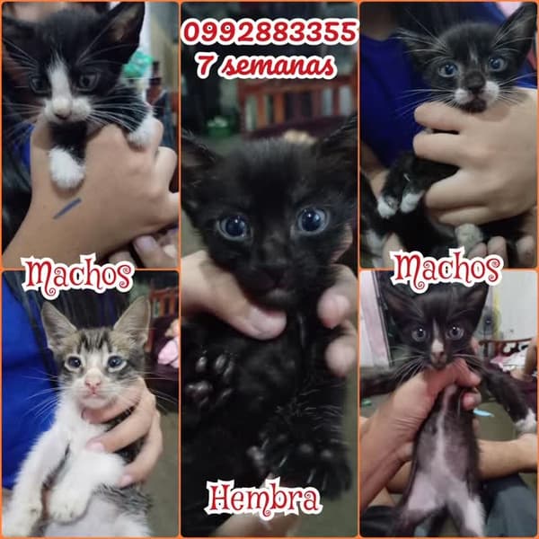 5 animalitos