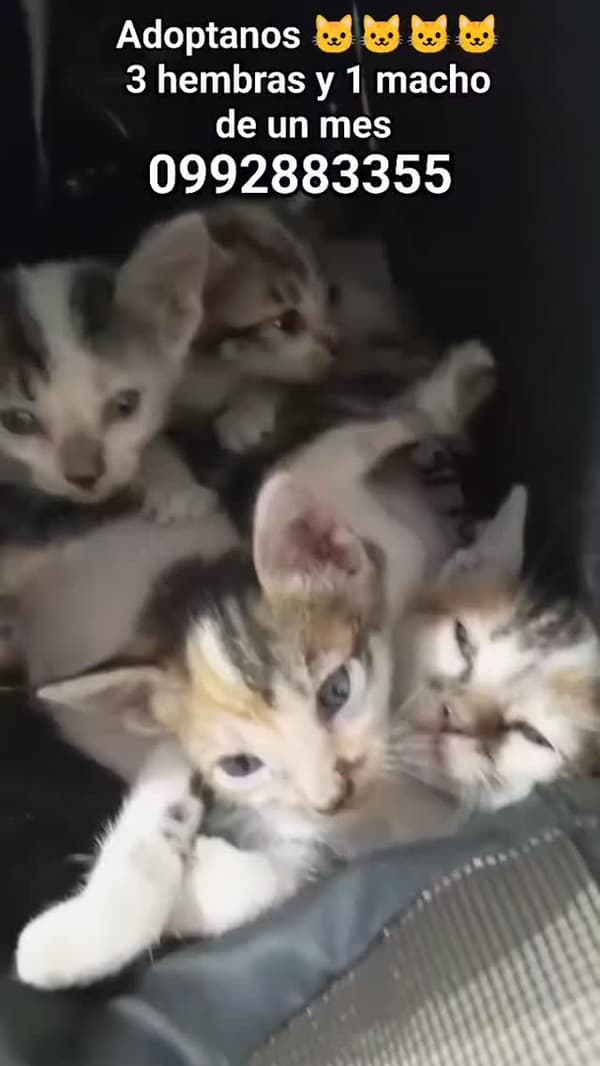 4 animalitos
