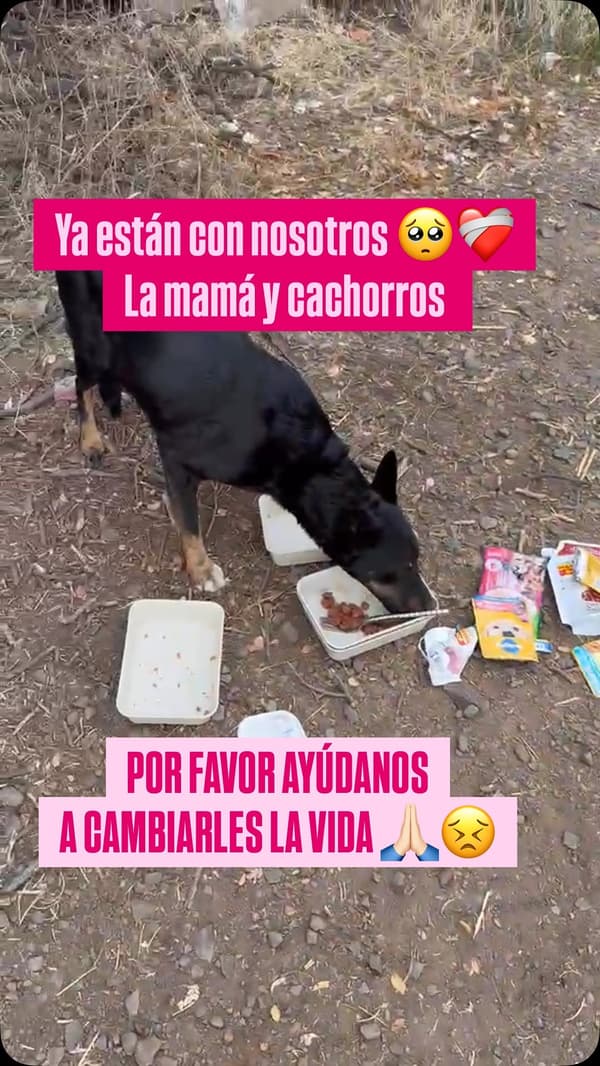 7 animalitos