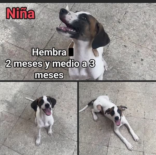 Niña