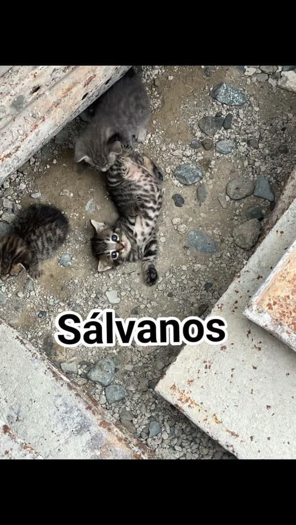 3 animalitos