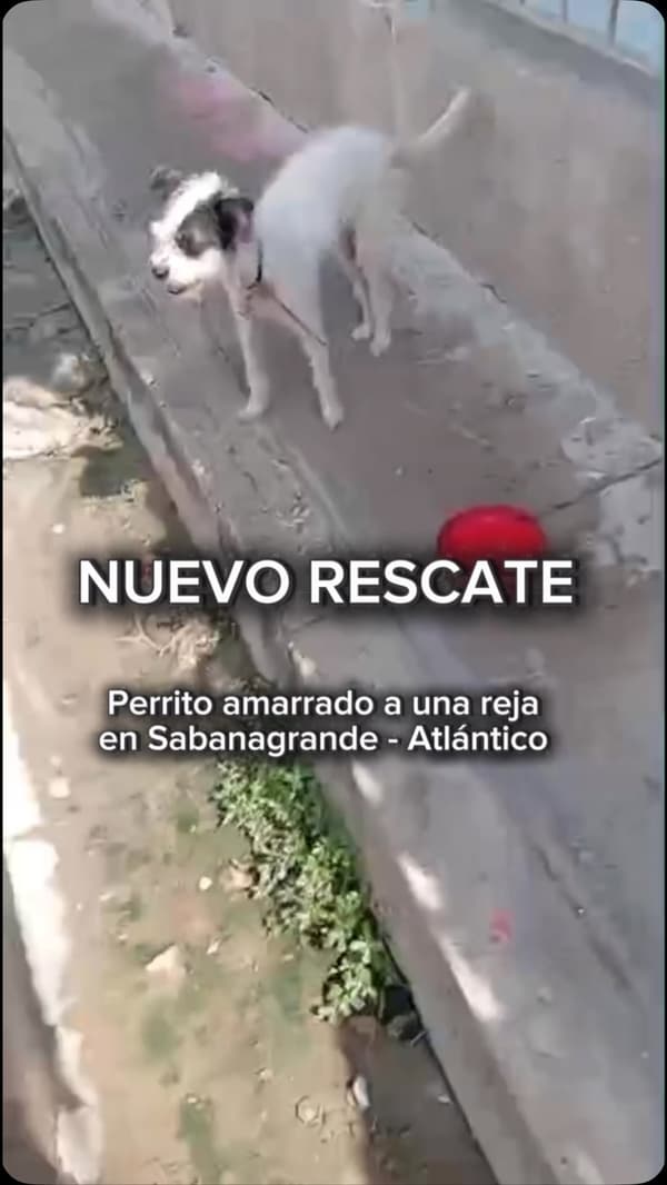 Orégano