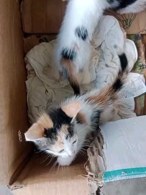 2 animalitos