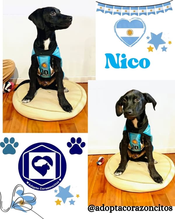 Nico, Bruno