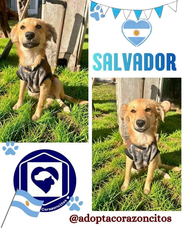 Salvador, Benicio