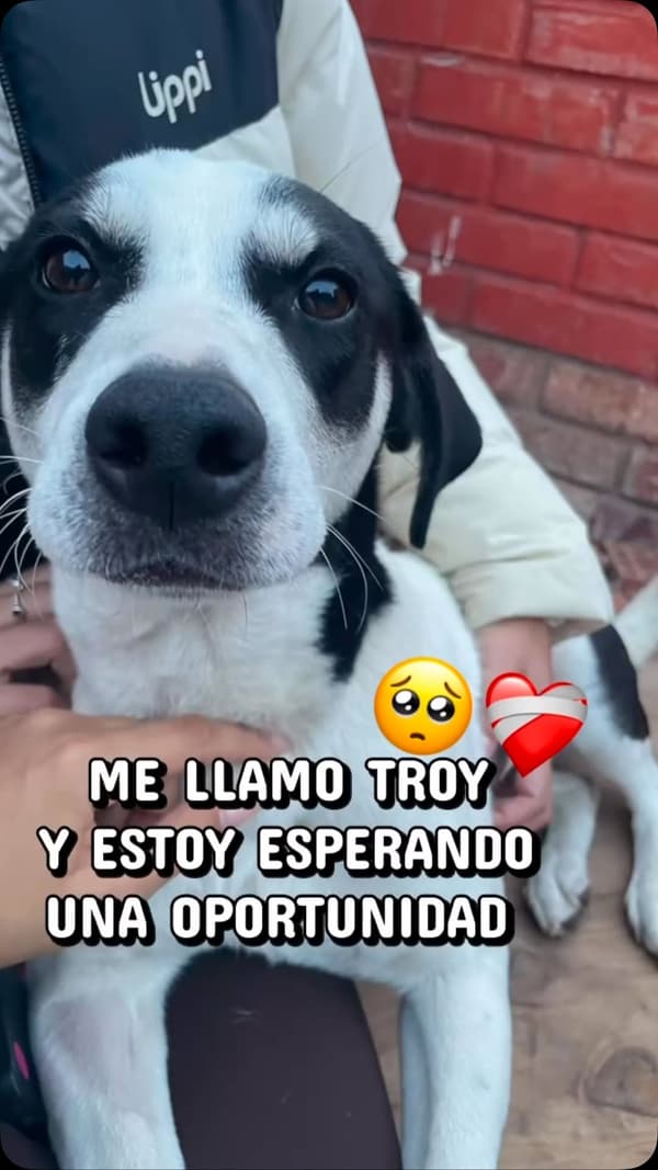 Troy