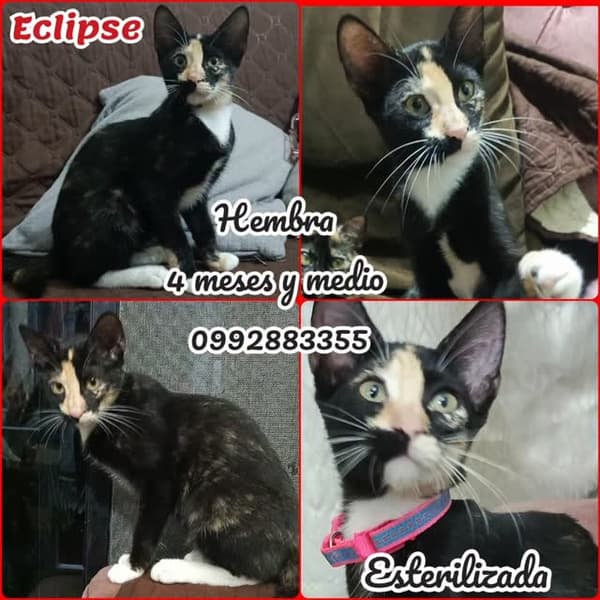 Eclipse